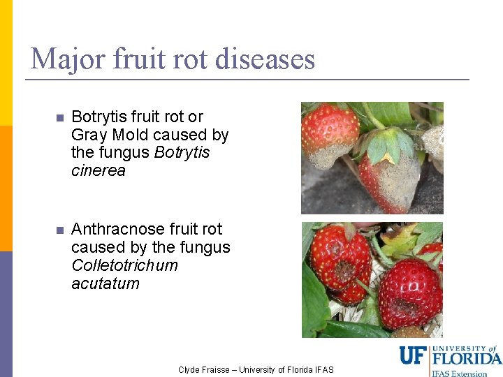 Major fruit rot diseases Botrytis fruit rot or Gray Mold caused by the fungus