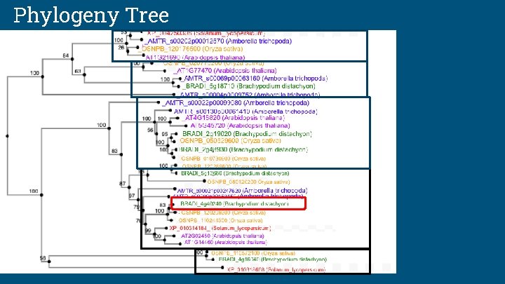 Phylogeny Tree 