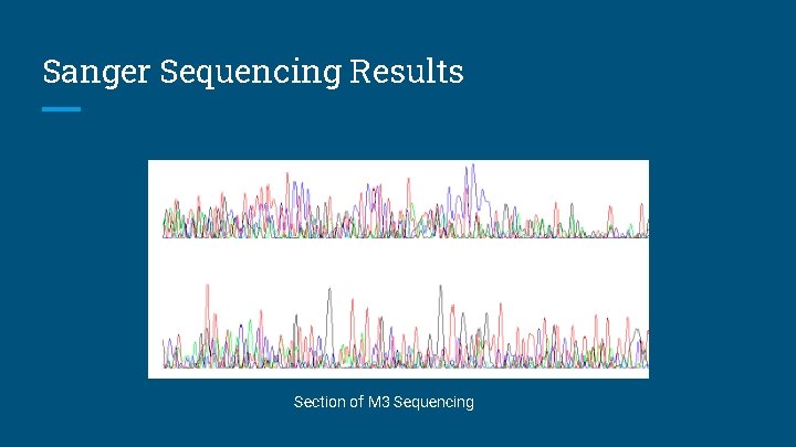 Sanger Sequencing Results Section of M 3 Sequencing 