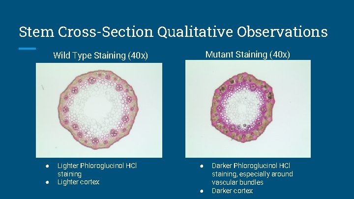 Stem Cross-Section Qualitative Observations Mutant Staining (40 x) Wild Type Staining (40 x) ●