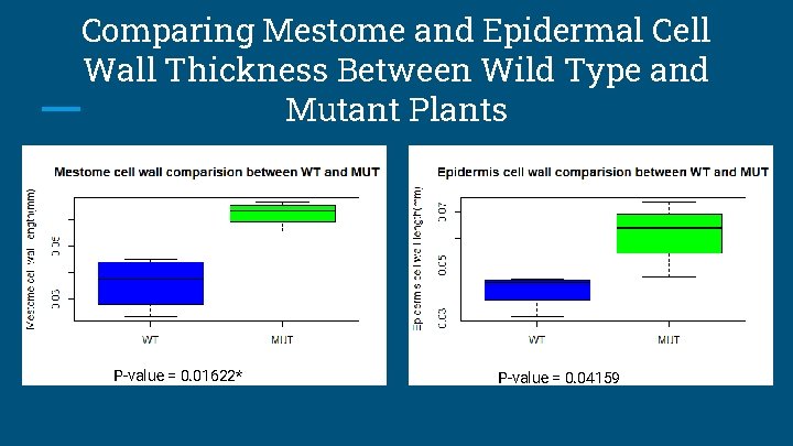 Comparing Mestome and Epidermal Cell Wall Thickness Between Wild Type and Mutant Plants P-value