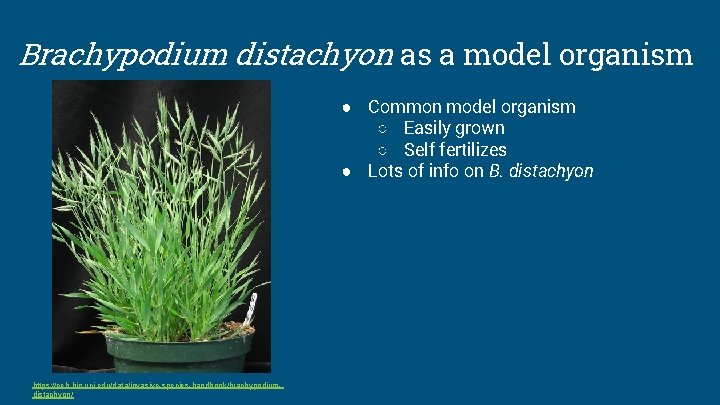 Brachypodium distachyon as a model organism ● Common model organism ○ Easily grown ○