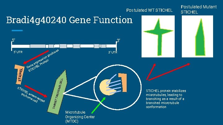 Postulated WT STICHEL Bradi 4 g 40240 Gene Function 5’ Postulated Mutant STICHEL 3’