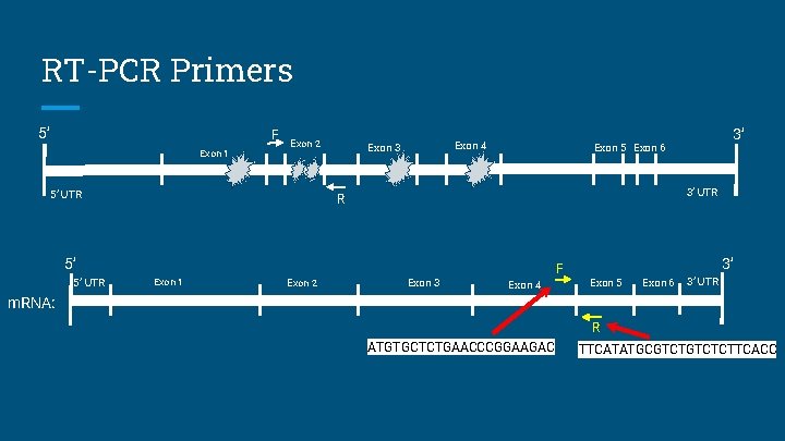 RT-PCR Primers 5’ F Exon 1 Exon 2 5’ UTR Exon 4 Exon 3