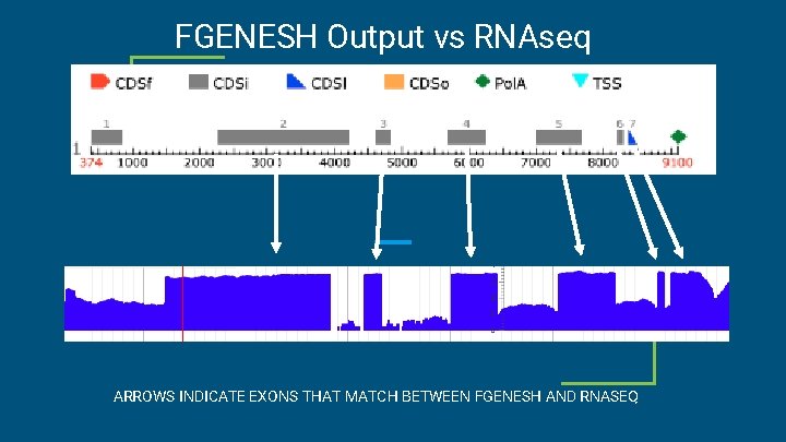 FGENESH Output vs RNAseq ARROWS INDICATE EXONS THAT MATCH BETWEEN FGENESH AND RNASEQ 