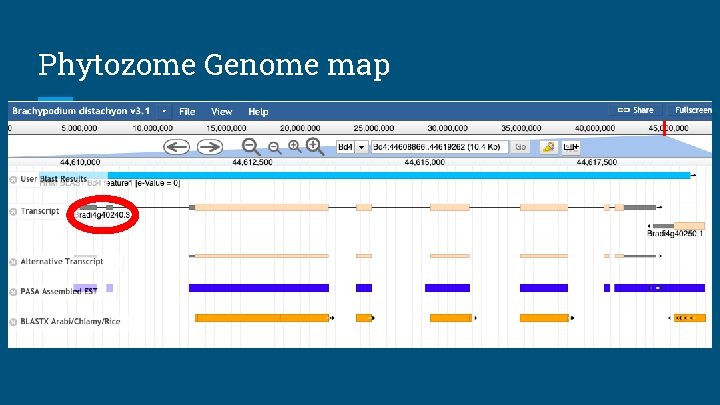 Phytozome Genome map 