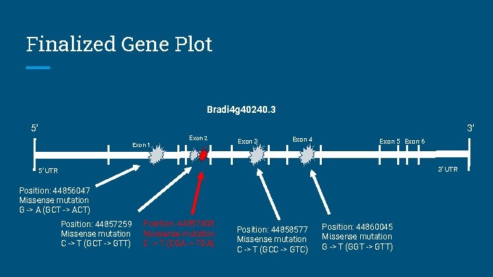 Finalized Gene Plot Bradi 4 g 40240. 3 5’ 3’ Exon 1 Exon 2