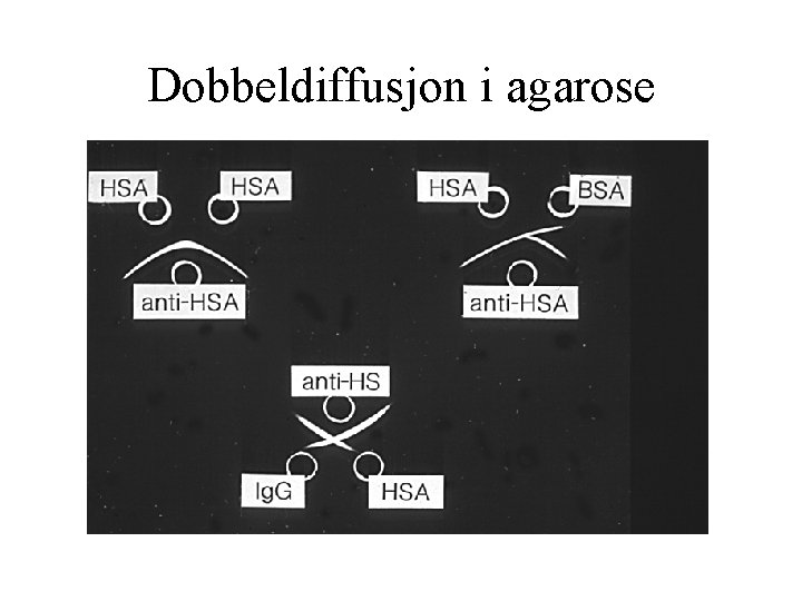 Dobbeldiffusjon i agarose 