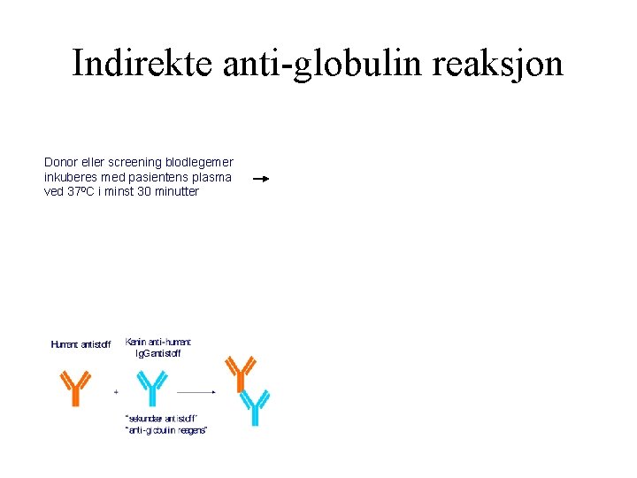 Indirekte anti globulin reaksjon Donor eller screening blodlegemer inkuberes med pasientens plasma ved 370