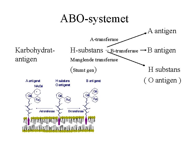 ABO systemet A antigen A transferase Karbohydrat antigen H substans B transferase B antigen
