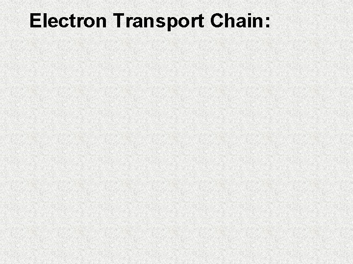 Electron Transport Chain: 