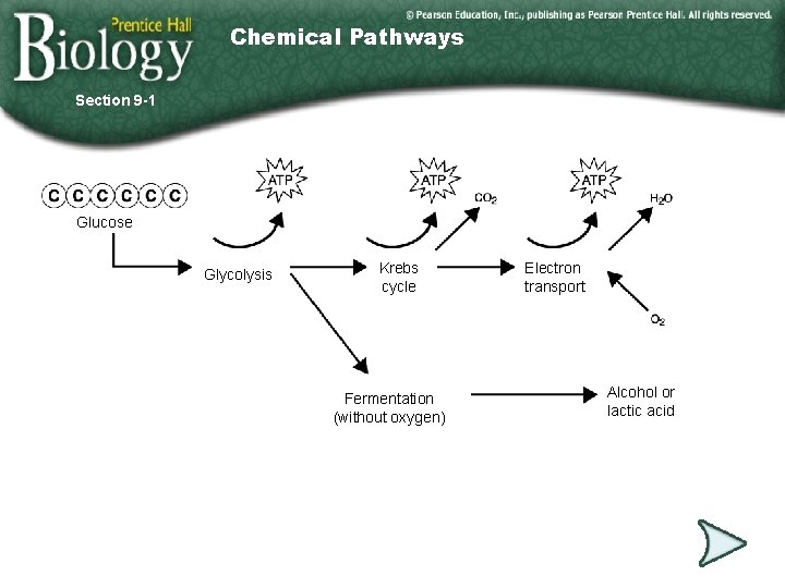 Chemical Pathways Section 9 -1 Glucose Glycolysis Krebs cycle Fermentation (without oxygen) Go to