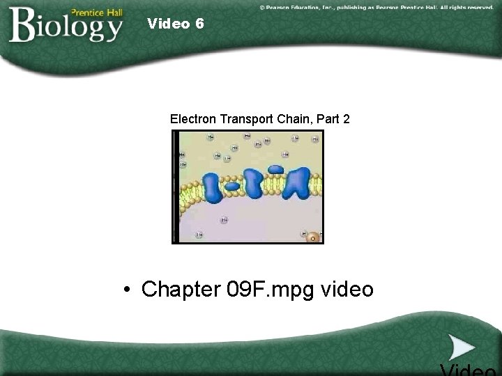 Video 6 Electron Transport Chain, Part 2 • Chapter 09 F. mpg video Video 6 Electron Transport Chain, Part 2 • Chapter 09 F. mpg video