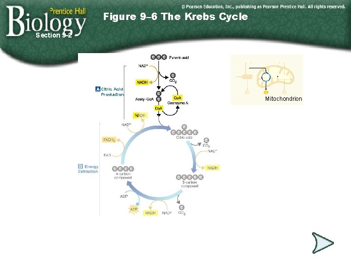 Figure 9– 6 The Krebs Cycle Section 9 -2 Citric Acid Production Go to
