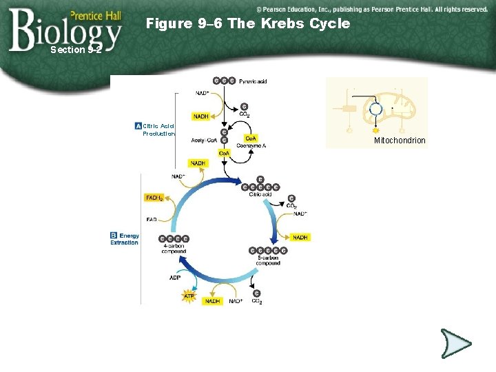 Figure 9– 6 The Krebs Cycle Section 9 -2 Citric Acid Production Go to Figure 9– 6 The Krebs Cycle Section 9 -2 Citric Acid Production Go to