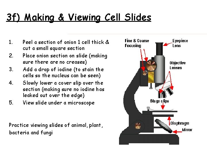 3 f) Making & Viewing Cell Slides 1. 2. 3. 4. 5. Peel a