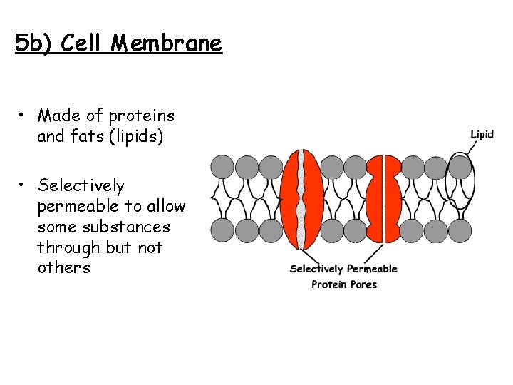 5 b) Cell Membrane • Made of proteins and fats (lipids) • Selectively permeable