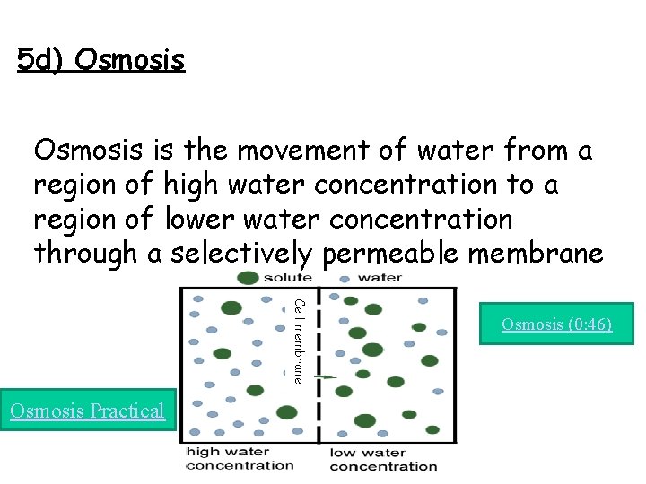 5 d) Osmosis is the movement of water from a region of high water
