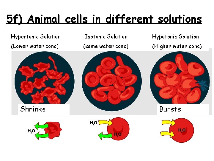 5 f) Animal cells in different solutions Hypertonic Solution Isotonic Solution Hypotonic Solution (Lower