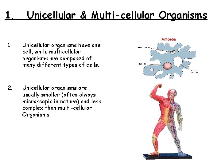 1. Unicellular & Multi-cellular Organisms 1. Unicellular organisms have one cell, while multicellular organisms