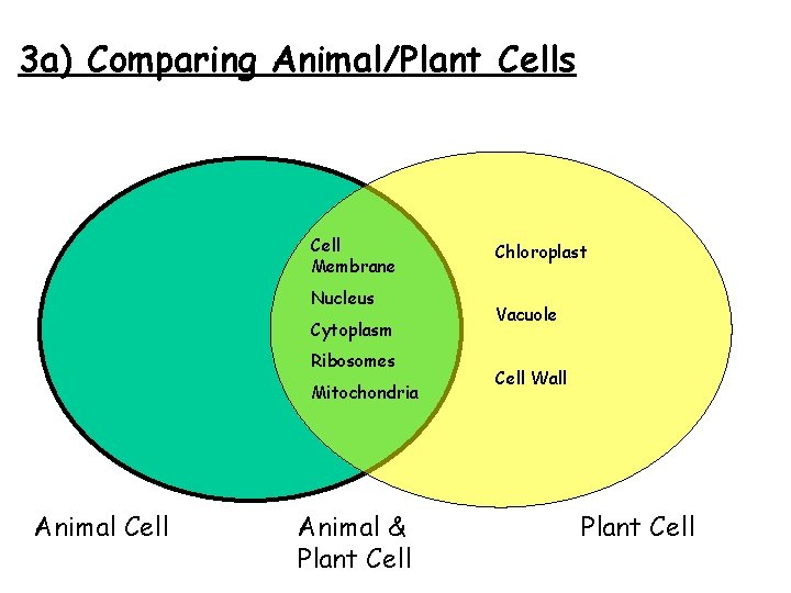 3 a) Comparing Animal/Plant Cells Cell Membrane Nucleus Cytoplasm Ribosomes Mitochondria Animal Cell Animal