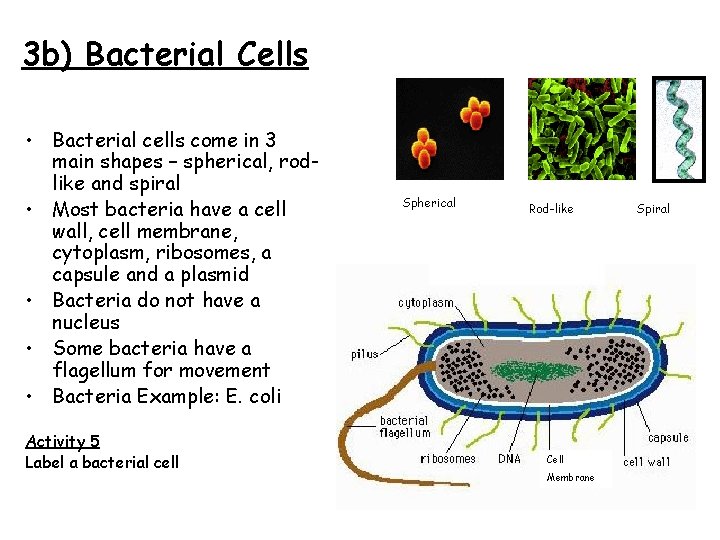 3 b) Bacterial Cells • Bacterial cells come in 3 main shapes – spherical,