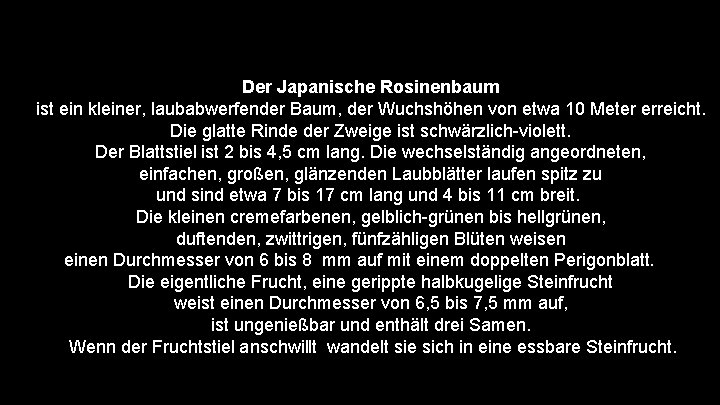 Der Japanische Rosinenbaum ist ein kleiner, laubabwerfender Baum, der Wuchshöhen von etwa 10 Meter