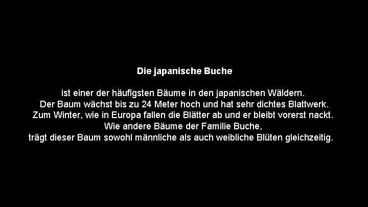 Die japanische Buche ist einer der häufigsten Bäume in den japanischen Wäldern. Der Baum