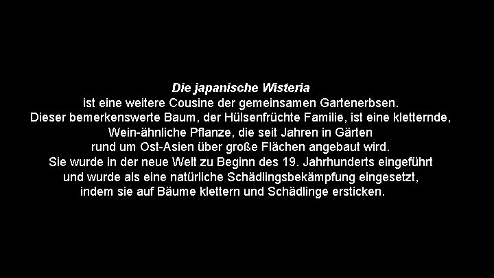 Die japanische Wisteria ist eine weitere Cousine der gemeinsamen Gartenerbsen. Dieser bemerkenswerte Baum, der