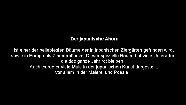 Der japanische Ahorn ist einer der beliebtesten Bäume der in japanischen Ziergärten gefunden wird,