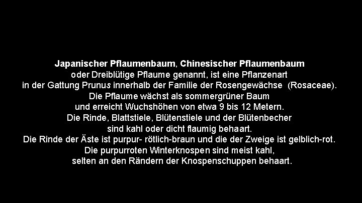 Japanischer Pflaumenbaum, Chinesischer Pflaumenbaum oder Dreiblütige Pflaume genannt, ist eine Pflanzenart in der Gattung