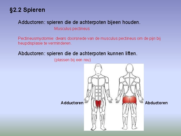 § 2. 2 Spieren Adductoren: spieren die de achterpoten bijeen houden. Musculus pectineus Pectineusmyotomie: