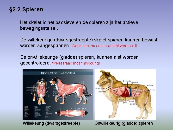 § 2. 2 Spieren Het skelet is het passieve en de spieren zijn het