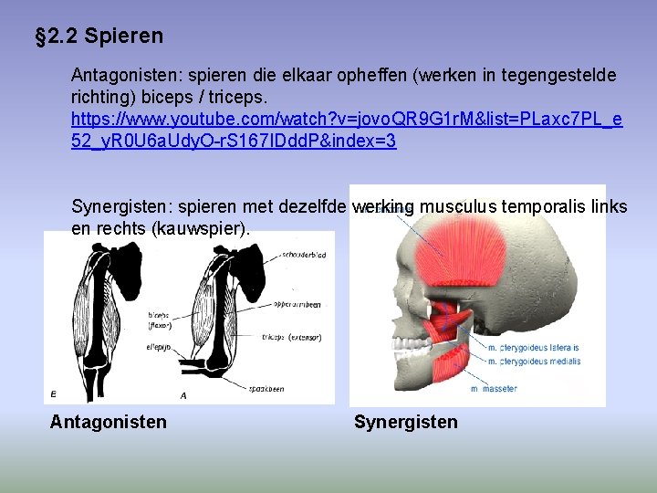 § 2. 2 Spieren Antagonisten: spieren die elkaar opheffen (werken in tegengestelde richting) biceps