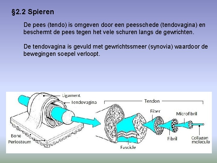 § 2. 2 Spieren De pees (tendo) is omgeven door een peesschede (tendovagina) en