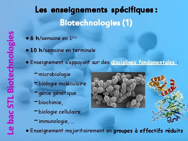 Le bac STL Biotechnologies Les enseignements spécifiques : Biotechnologies (1) ● 6 h/semaine en