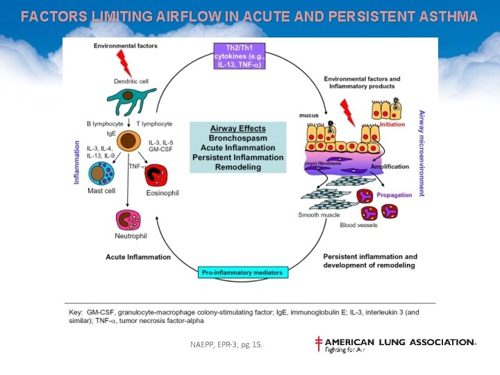 FACTORS LIMITING AIRFLOW IN ACUTE AND PERSISTENT ASTHMA NAEPP, EPR-3, pg. 15. 