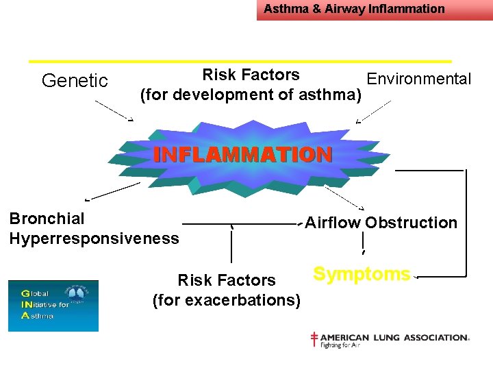 Asthma & Airway Inflammation Genetic Risk Factors Environmental (for development of asthma) INFLAMMATION Bronchial