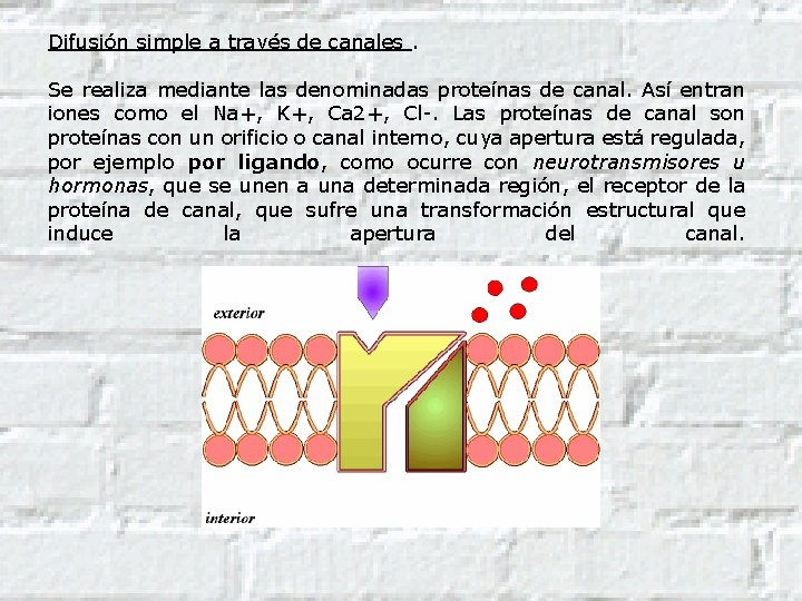 Difusión simple a través de canales. Se realiza mediante las denominadas proteínas de canal.