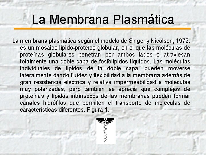 La Membrana Plasmática La membrana plasmática según el modelo de Singer y Nicolson, 1972,