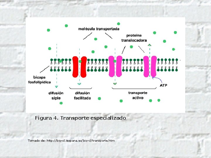 Figura 4. Transporte especializado Tomado de: http: //bio-cl. iespana. es/bio-cl/transporte. htm 
