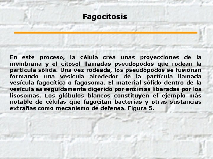 Fagocitosis En este proceso, la célula crea unas proyecciones de la membrana y el