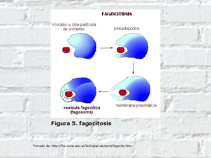 Figura 5. fagocitosis Tomado de: http: //fai. unne. edu. ar/biologia/celulamit/fagocito. htm 