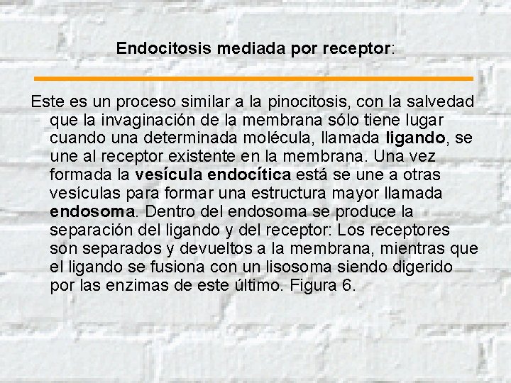 Endocitosis mediada por receptor: Este es un proceso similar a la pinocitosis, con la