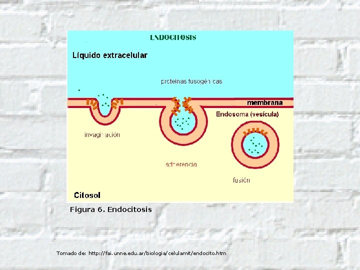 Figura 6. Endocitosis Tomado de: http: //fai. unne. edu. ar/biologia/celulamit/endocito. htm 