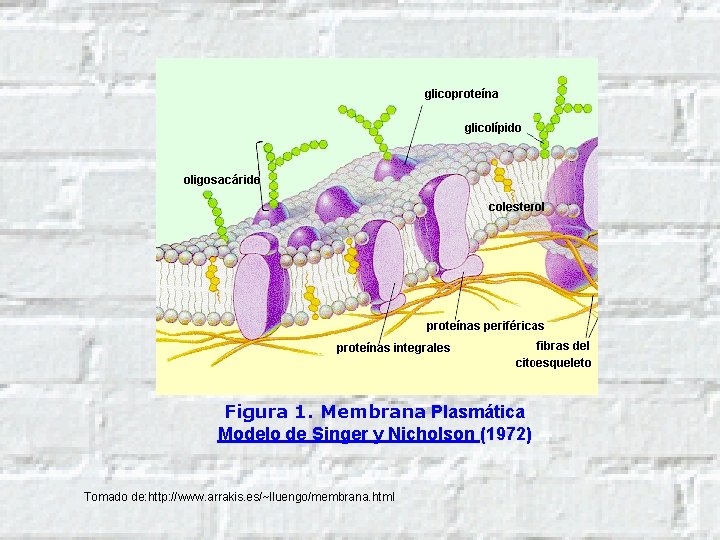 Figura 1. Membrana Plasmática Modelo de Singer y Nicholson (1972) Tomado de: http: //www.