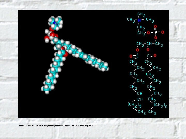 http: //www. iqb. es/cbasicas/farma 01/sec 01/c 1_001. htm#lipidos 