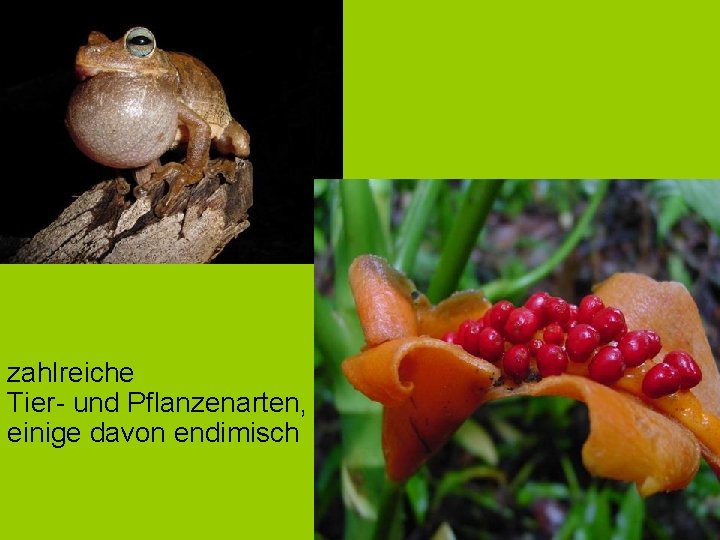 zahlreiche Tier- und Pflanzenarten, einige davon endimisch 