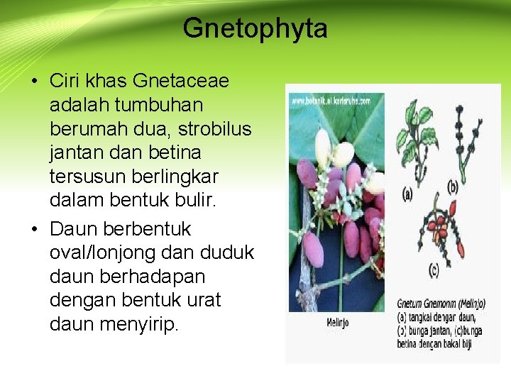 Gnetophyta • Ciri khas Gnetaceae adalah tumbuhan berumah dua, strobilus jantan dan betina tersusun