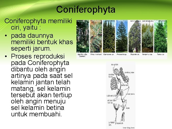 Coniferophyta memiliki ciri, yaitu : • pada daunnya memiliki bentuk khas seperti jarum. •